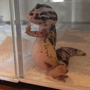 Meet your Posher, Dakota